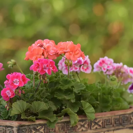 Bed & Breakfast Ilya Sirince