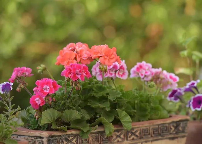 Bed & Breakfast Ilya Sirince